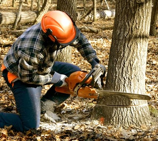 Tree Removal in Crowville, LA